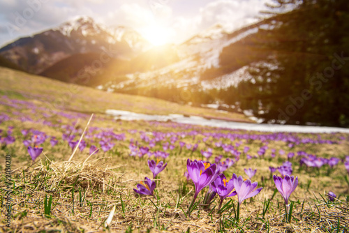 Fototapeta Naklejka Na Ścianę i Meble -  Dolina Chocholowska with blossoming purple crocuses or saffron flowers,Tatra mountains, Poland.