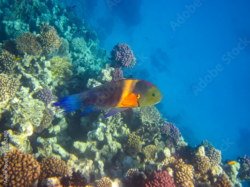 Beautiful fish in the coral reef of the Red Sea