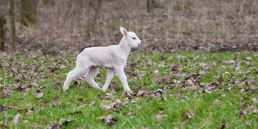 Close up portrait of young white lamb on meadow outside Close up portrait of young white lamb on meadow outside