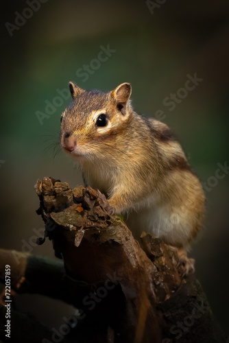 siberian squirrel in the forest