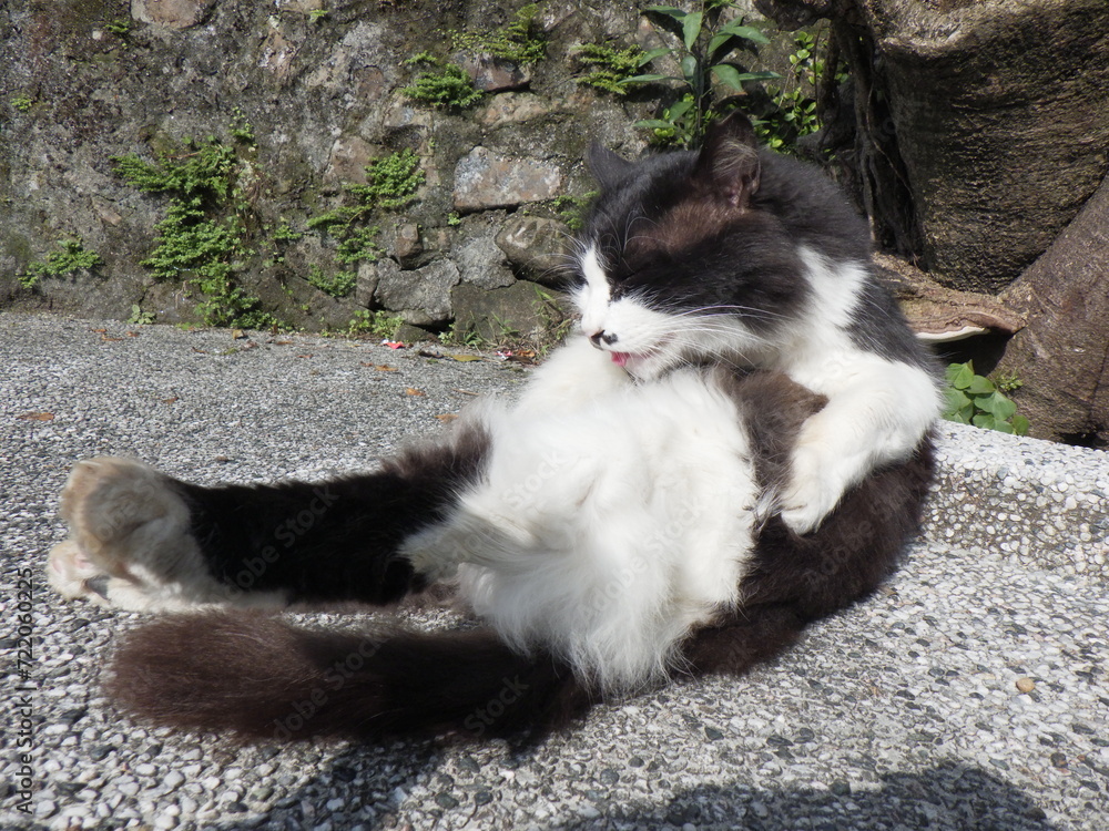 A cute cat living in Houtong cat village, a famous tourist destination in Taiwan