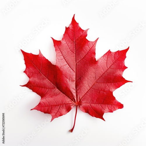 Red sugar maple leaf on a white background photo