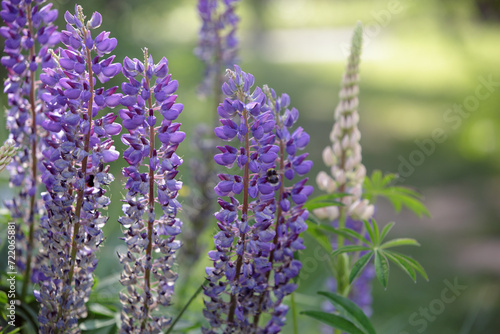 Lupin  field with purple and blue flowers. Violet lupines flowering in the meadow. Blooming lupine flowers. Lupinus polyphyllus. Bunch of lupines in full bloom.