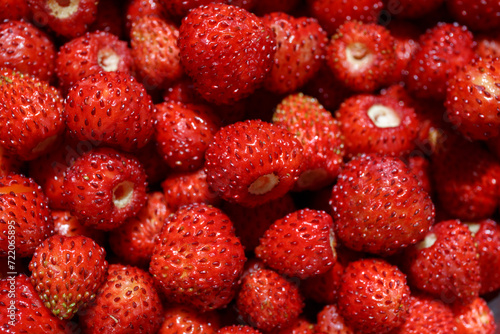 Wild strawberry. red ripe berries  summer harvest. a lot of red wild strawberries