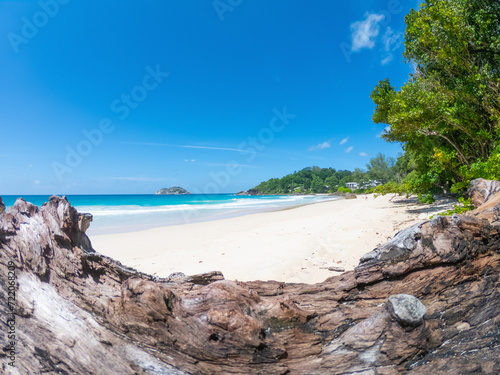 Driftwood on a tropical beach