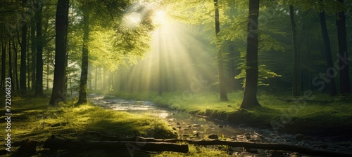 the sun is shining through a green forest