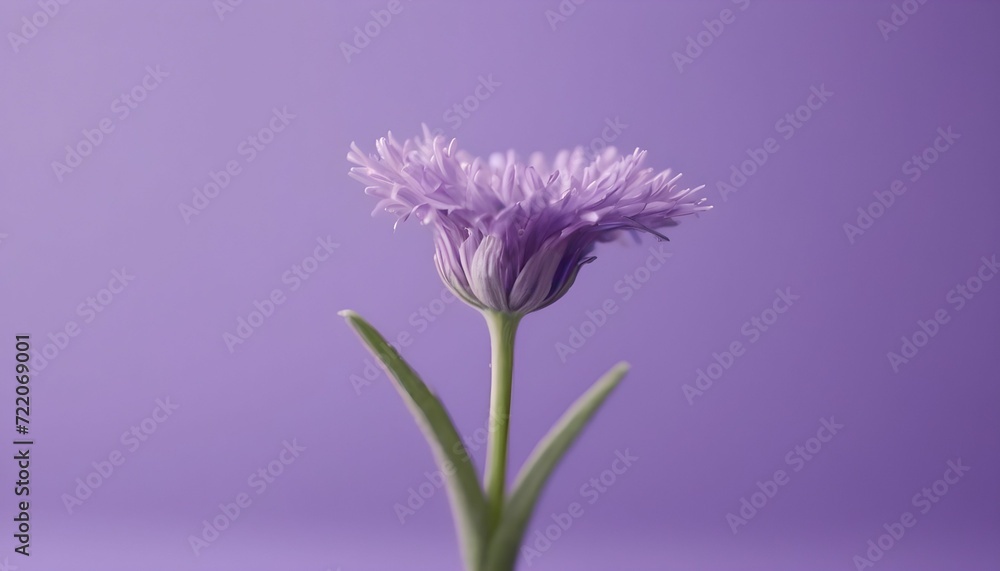 Obraz premium purple flower isolated