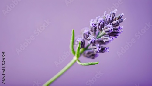 Lavender close-up on pastel purple background 