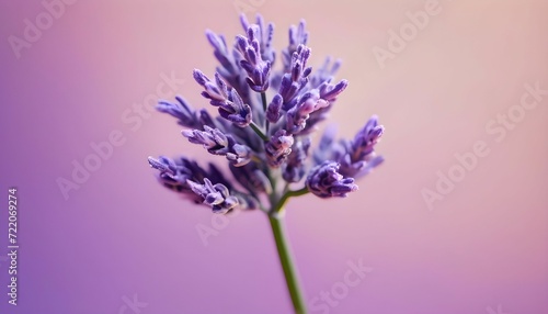 close up of lavender