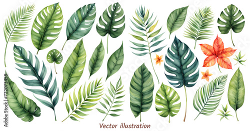 Exotic plants leaf set on an isolated white background, watercolor vector illustration. Wedding frame elements collection. Elegant foliage design for wedding, card, invitation, marriage printing
