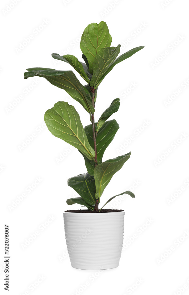Fiddle Fig or Ficus Lyrata plant with green leaves in pot on white background Fiddle Fig or Ficus Lyrata plant with green leaves in pot on white background