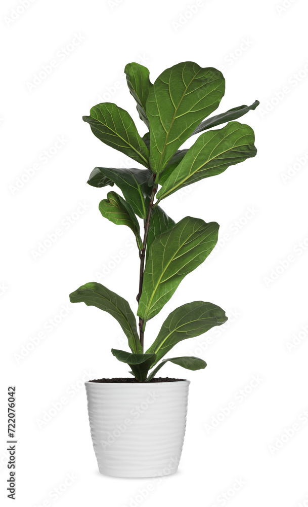 Fiddle Fig or Ficus Lyrata plant with green leaves in pot on white background Fiddle Fig or Ficus Lyrata plant with green leaves in pot on white background