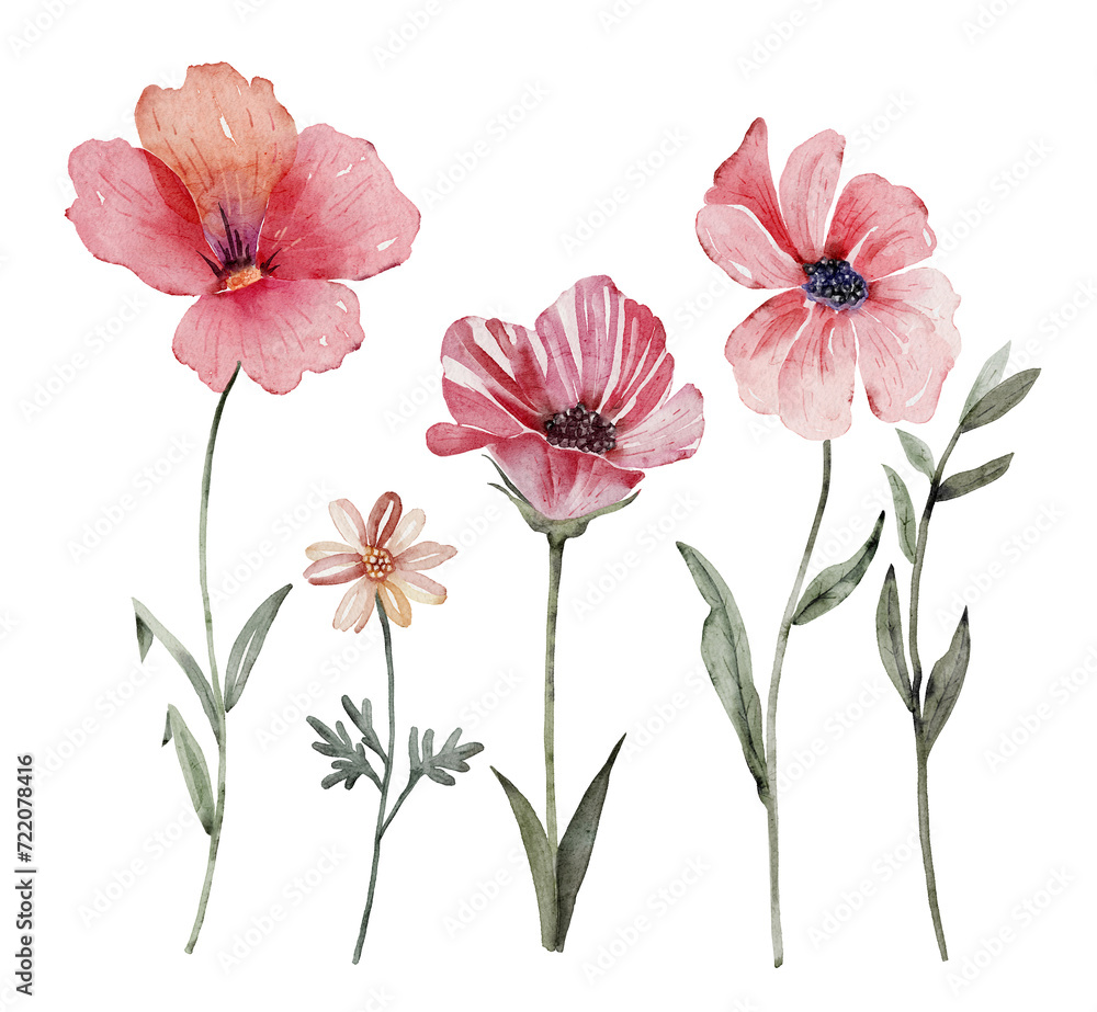 Watercolor set of wild pink flowers and herbs. Hand painted illustration