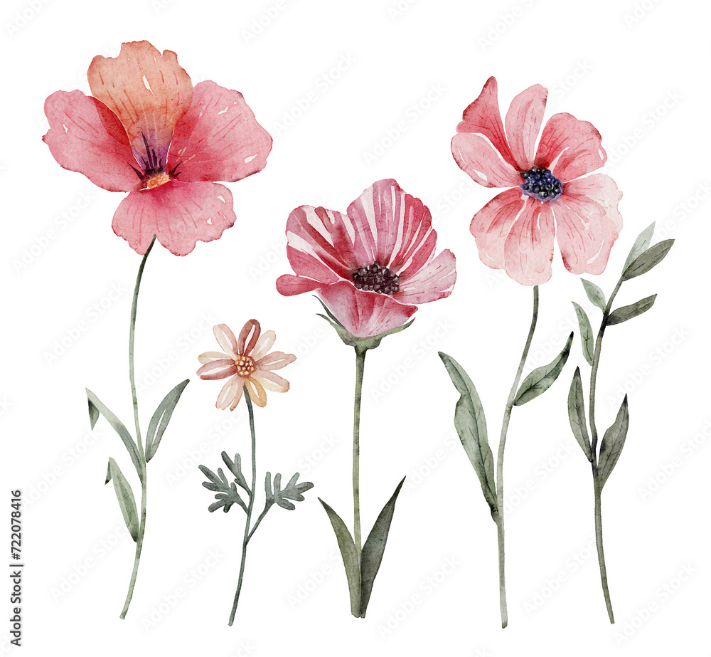 Watercolor set of wild pink flowers and herbs. Hand painted illustration Watercolor set of wild pink flowers and herbs. Hand painted illustration