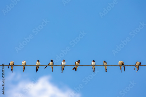 Canvas Print A group of little birds on electric cable line, The Martins, Saw-wings or Hirundinidae are a family of passerine songbirds found, Swallows perched on electrical wires with blue clear sky background