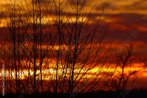 Silhouettes of tree branches on sunset background