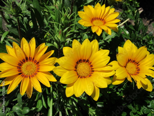 yellow flowers