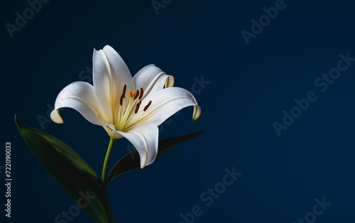 white flower in front of a blue background.
