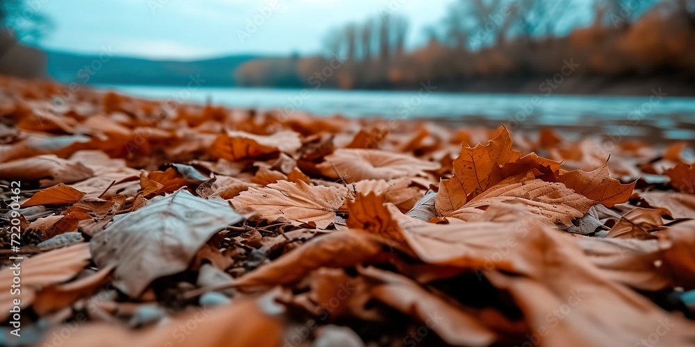 autumn leaves on the ground autumn leaves on the ground