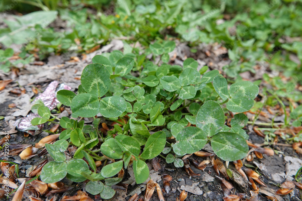 Closeup on an isolated emerging white, Dutch or Ladino clover, Trifolium repens