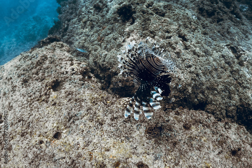Tropical sea with dragon fish or lion fish on reef bottom underwater in tropical sea