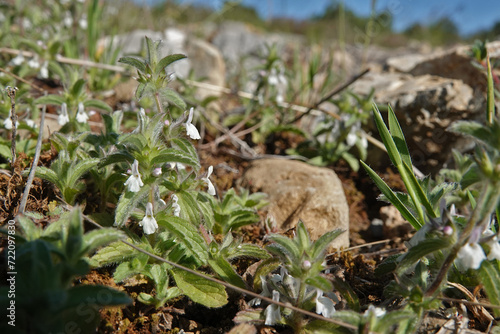 Low angle closeup on a simplebeak ironwort wildflower, Sideritis romana a small creeping flower in the Gard, France