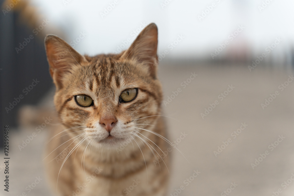 Beautiful and cute orange cat looking at the camera on the blurry background