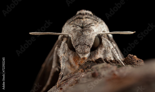 Night hawk moth photo