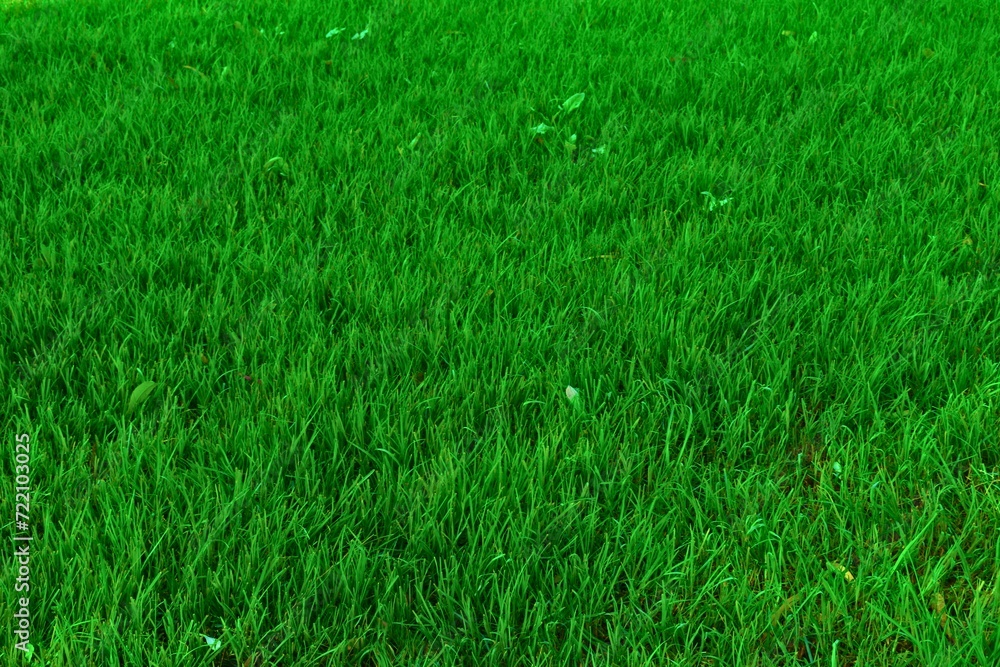 Green grass texture background Green grass texture background