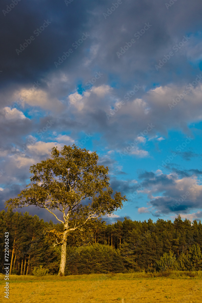 Obraz premium tree in the field