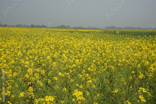 Bangladesh is a land of extraordinary beauty and the fields are full of yellow mustard flowers © Rumon