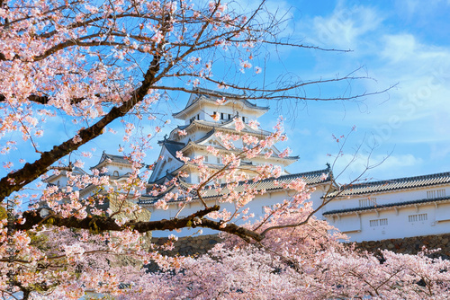 Scenic full bloom cherry blossom at Himeji castle in Hyogo, Japan photo