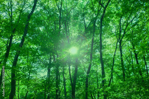Forest Sunlight