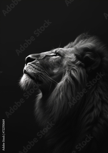 Majestic Lion in Black and White  Noble Profile Portrait 