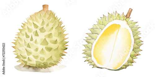 watercolor of durian in vector illustration
