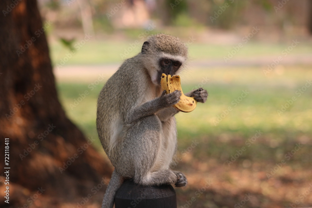 Obraz premium Monkey eating a taste banana