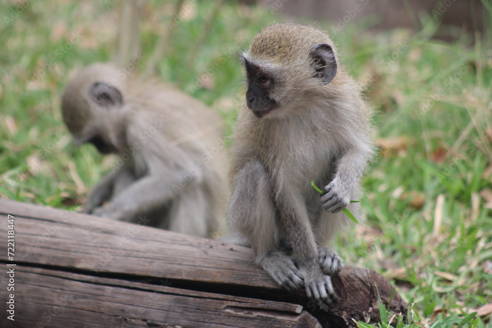 Obraz premium Two monkeys