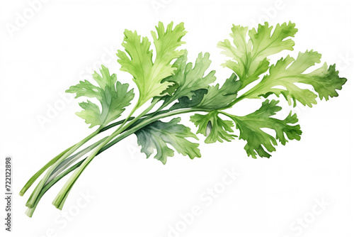 parsley isolated on white background, watercolor