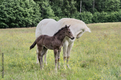 Fototapeta Naklejka Na Ścianę i Meble -  Beautiful Quarter Horse foal with mother mare on a sunny day in a meadow in Skaraborg Sweden
