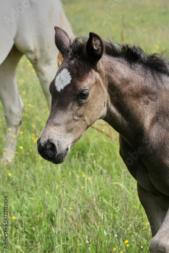 Beautiful Quarter Horse foal on a sunny day in a meadow in Skaraborg Sweden © LightTheurgist