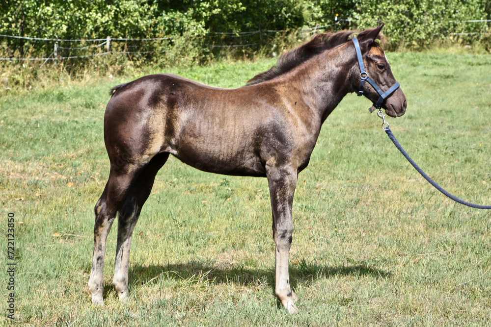 Beautiful Quarter Horse foal on a sunny day in a meadow in Skaraborg Sweden Beautiful Quarter Horse foal on a sunny day in a meadow in Skaraborg Sweden