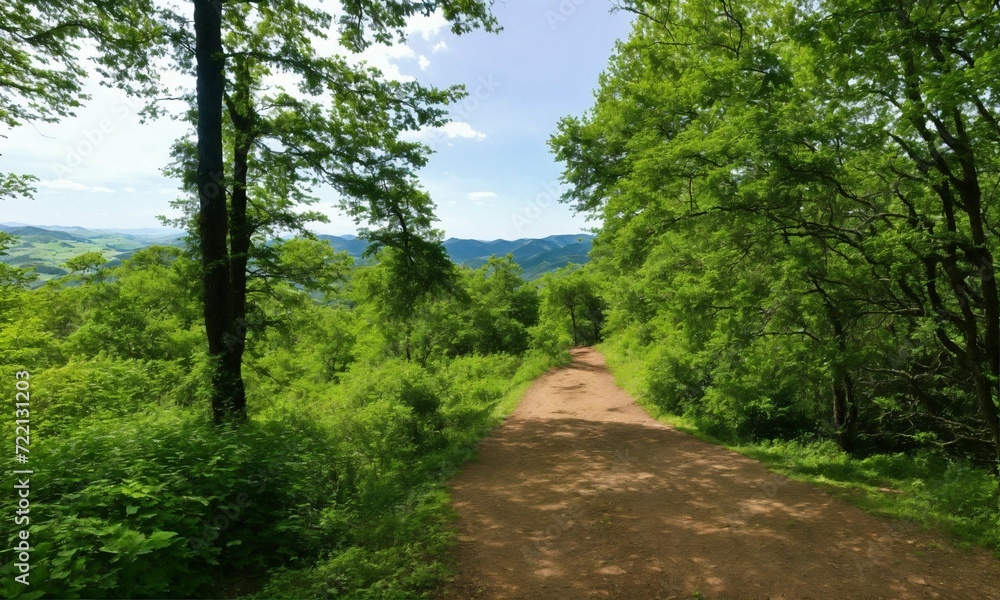 Obraz premium path in the forest