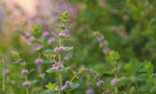 Mint blooms in the garden. Selective focus.