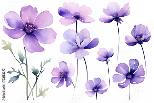 watercolor violet flowers isolated on white