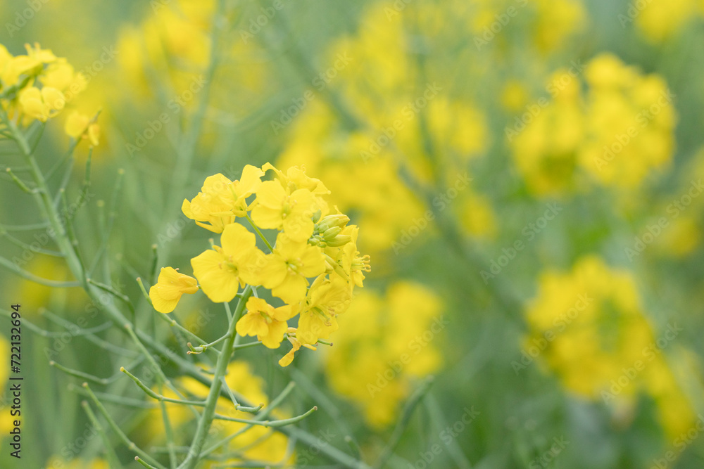 Obraz premium 菜の花畑