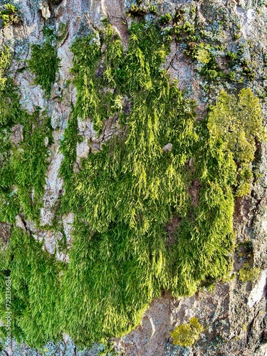 green moss on the tree I