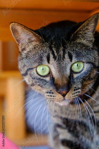 ブラウンタビーの猫の顔の表情