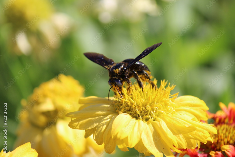 Bee on a flower Bee on a flower