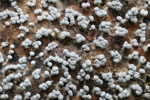 Physarum leucophaeum, a slime mold from Finland, no common English name photo