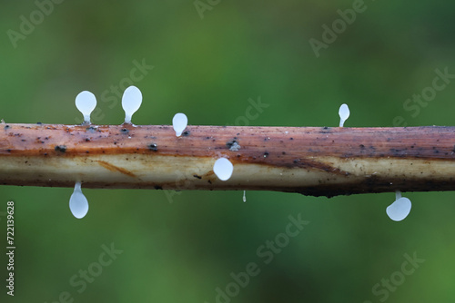 Typhula uncialis, a clavarioid fungus from Finland, no common English name photo